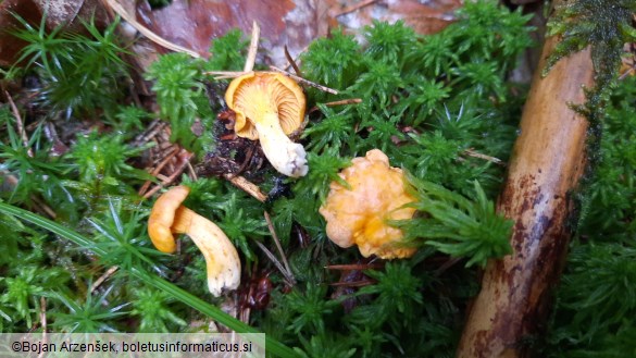 Cantharellus cibarius