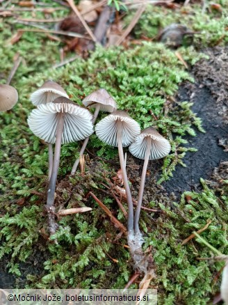 Mycena silvae-nigrae