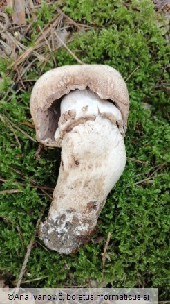 Agaricus augustus