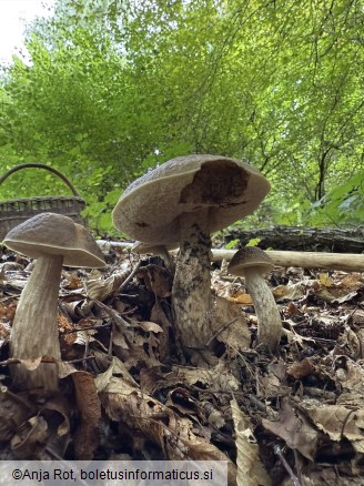 Leccinellum pseudoscabrum