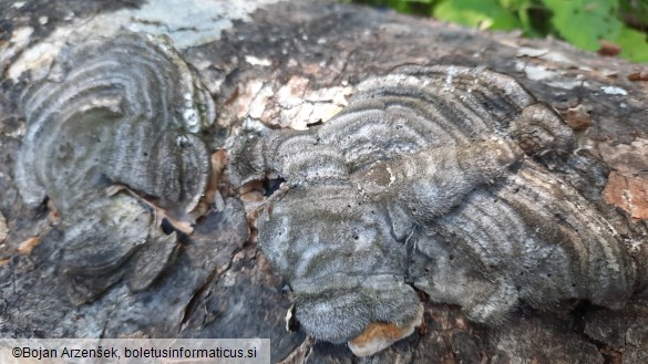 Trametes hirsuta