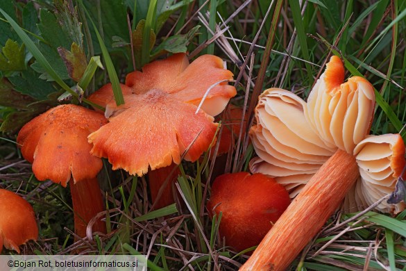 Hygrocybe intermedia