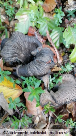 Craterellus cornucopioides