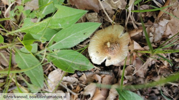 Inocybe rimosa