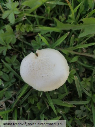 Agrocybe aegerita