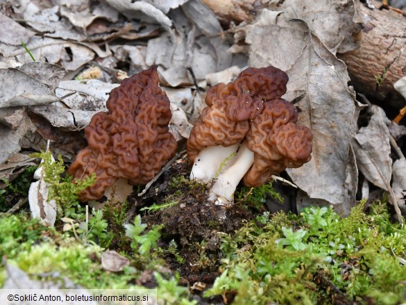 Gyromitra esculenta