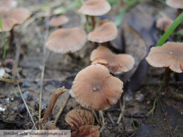 Tubaria conspersa