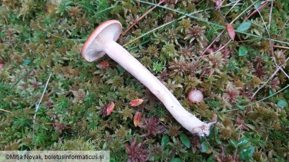 Lactarius aurantiacus