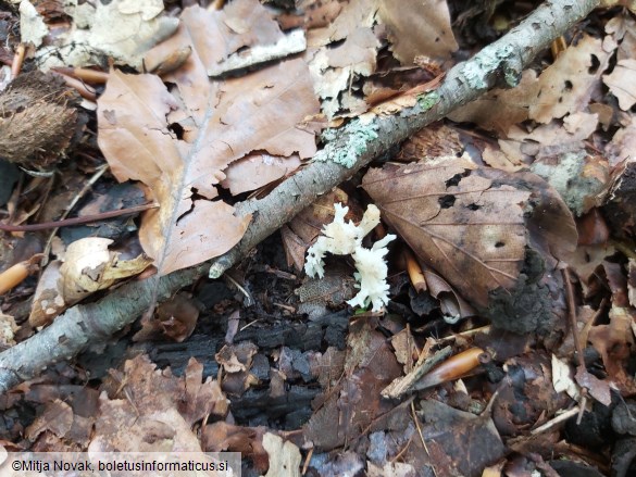 Clavulina coralloides