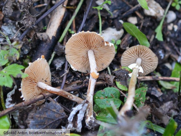 Conocybe vestita