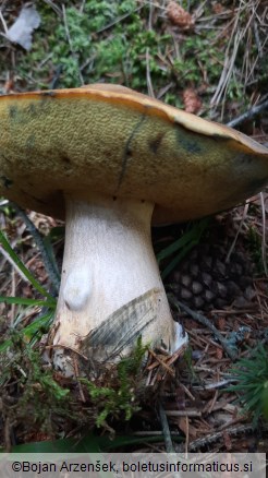 Boletus erythropus subsp. discolor