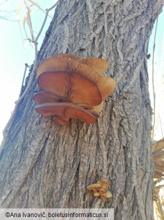 Pleurotus ostreatus