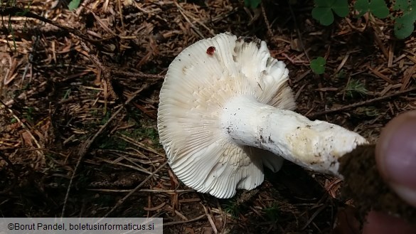 Russula virescens