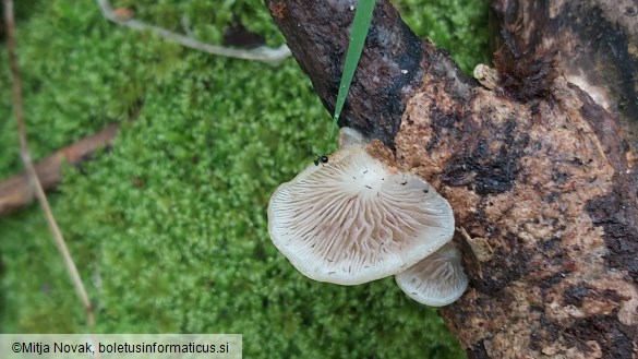 Crepidotus calolepis