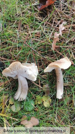 Tricholoma scalpturatum