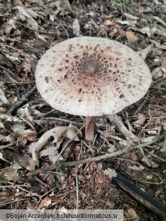 Macrolepiota fuliginosa