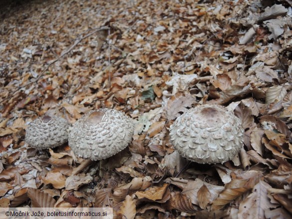 Chlorophyllum olivieri