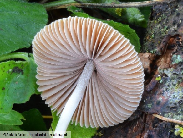 Psathyrella microrhiza