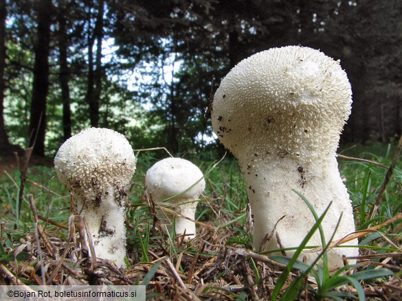 Calvatia excipuliformis