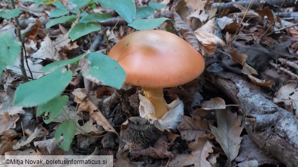 Amanita caesarea