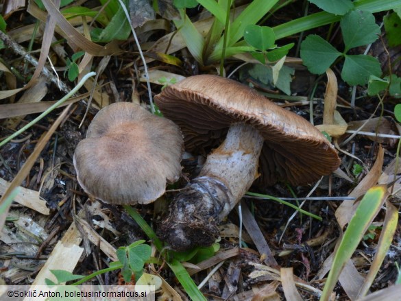 Cortinarius ionophyllus