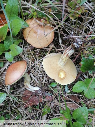 Suillus luteus