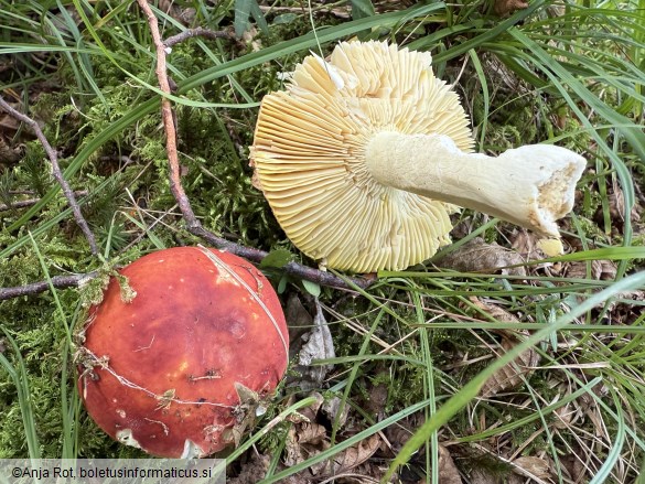 Russula aurea