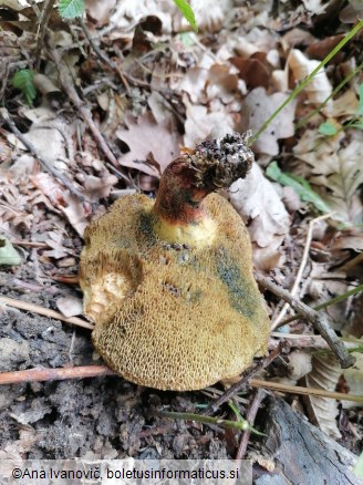 Xerocomellus chrysenteron