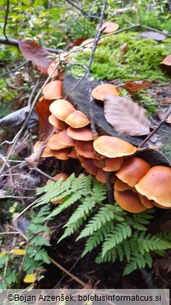 Gymnopilus penetrans