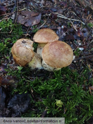 Butyriboletus appendiculatus