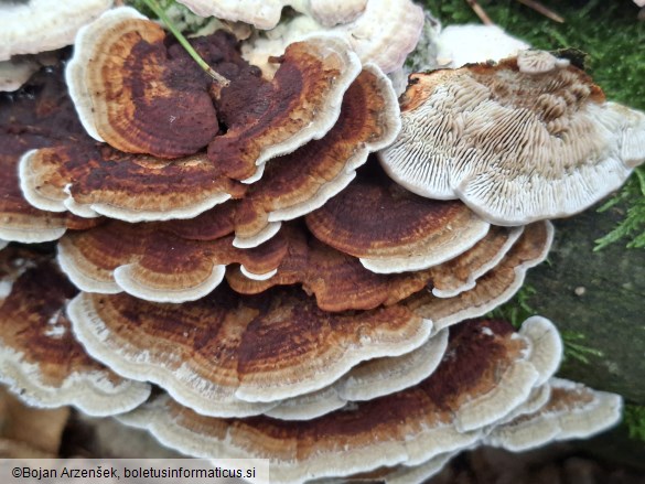Daedaleopsis tricolor