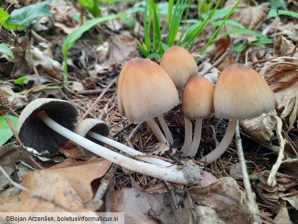 Coprinellus micaceus