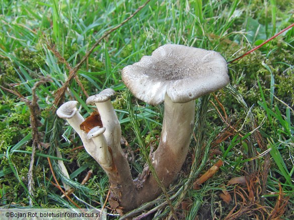 Polyporus melanopus