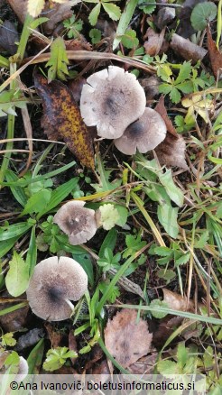 Tricholoma scalpturatum