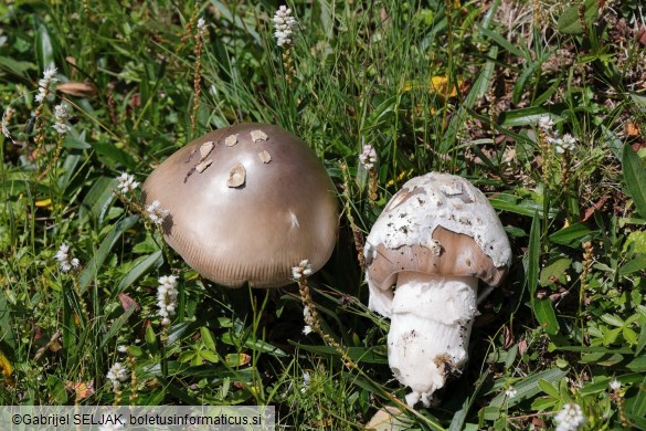 Amanita nivalis