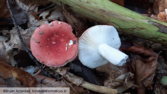 Russula emetica