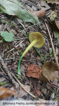 Entoloma incanum