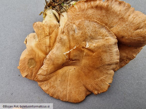 Infundibulicybe gibba