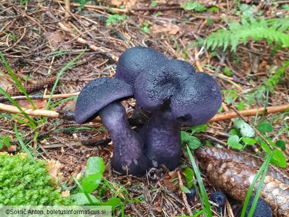 Cortinarius hercynicus