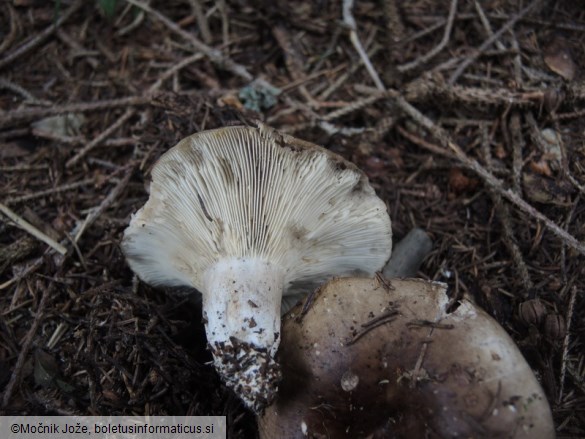 Russula acrifolia