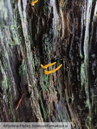 Calocera cornea