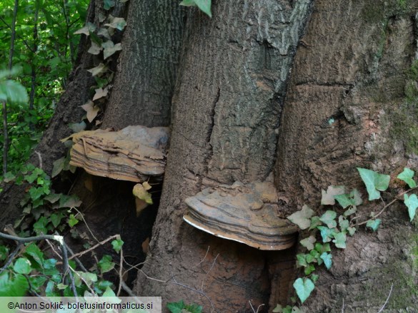 Ganoderma pfeifferi