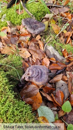 Ganoderma lucidum