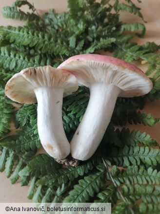 Russula emetica