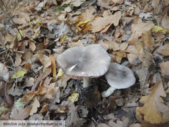 Tricholoma orirubens