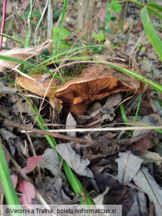 Paxillus rubicundulus