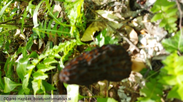 Morchella costata