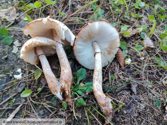 Agaricus xanthodermus