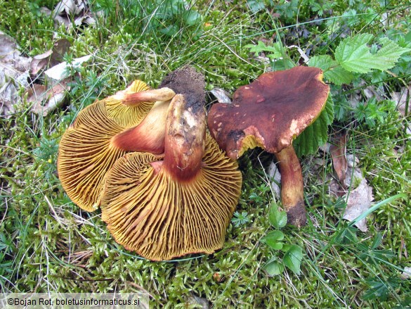 Phylloporus rhodoxanthus