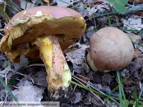 Butyriboletus roseogriseus